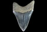 Serrated, Fossil Megalodon Tooth - Georgia #90146-1